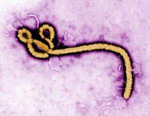 Noruega, pieza clave en la respuesta global contra el brote de virus Bundibugyo-Ébola