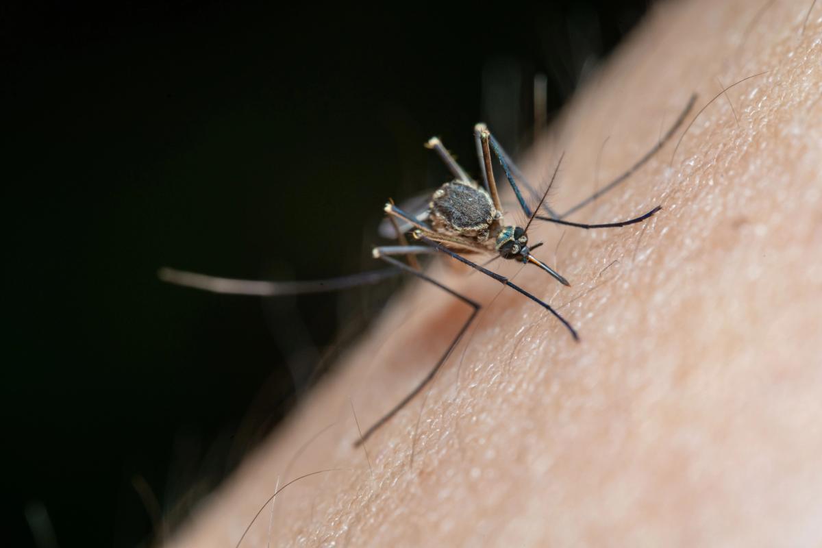 West Nile virus, dengue, and three other mosquito-borne diseases are the most common illnesses spread by mosquitoes in the United States.