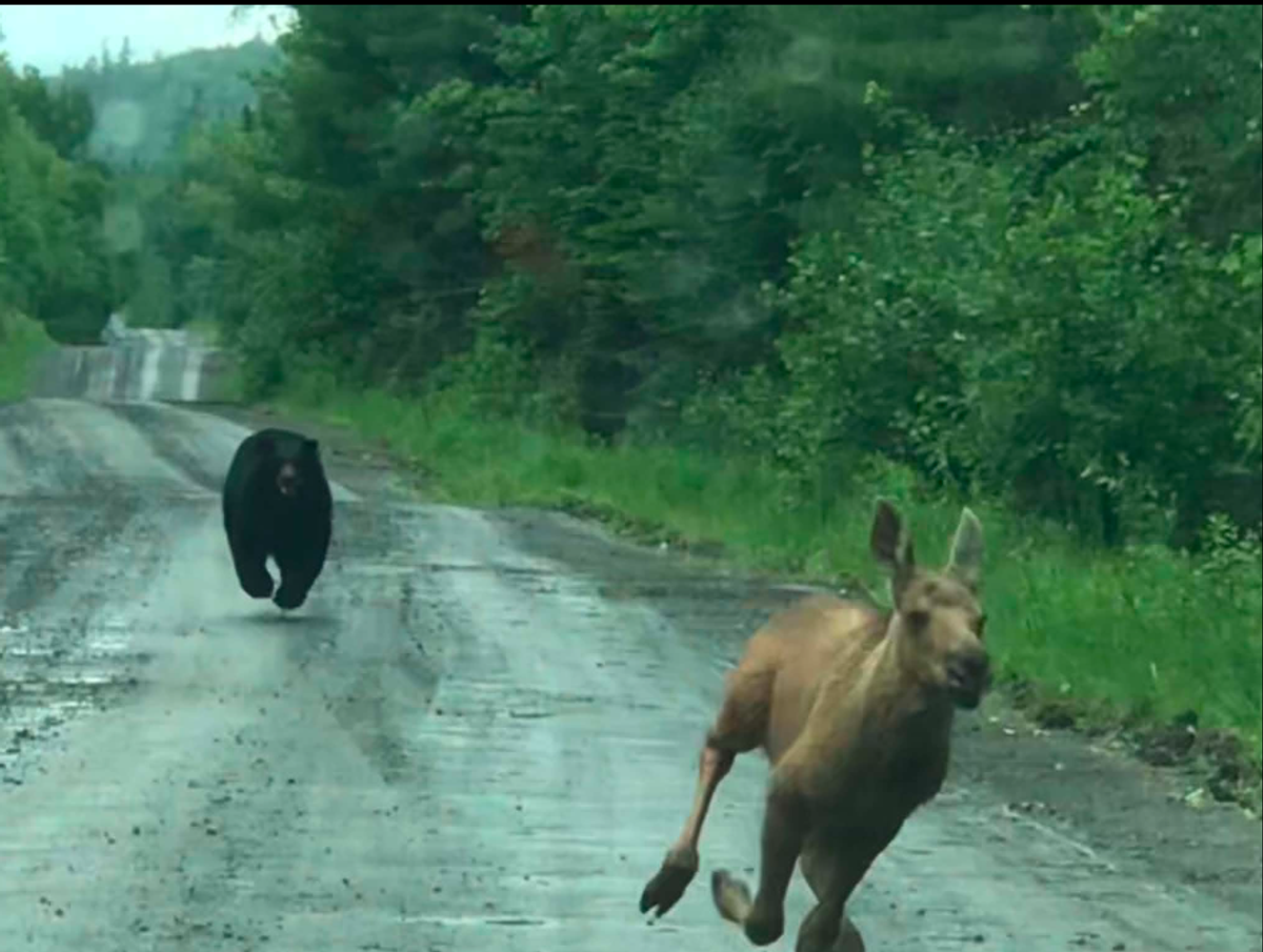 Maine Couple Uses Truck to Save Moose Calf From Charging Bear