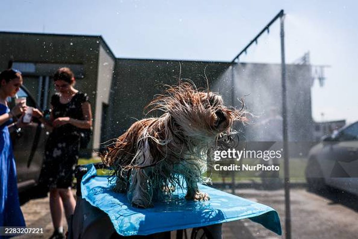 Vets Warn Pets Can Overheat Even While Resting