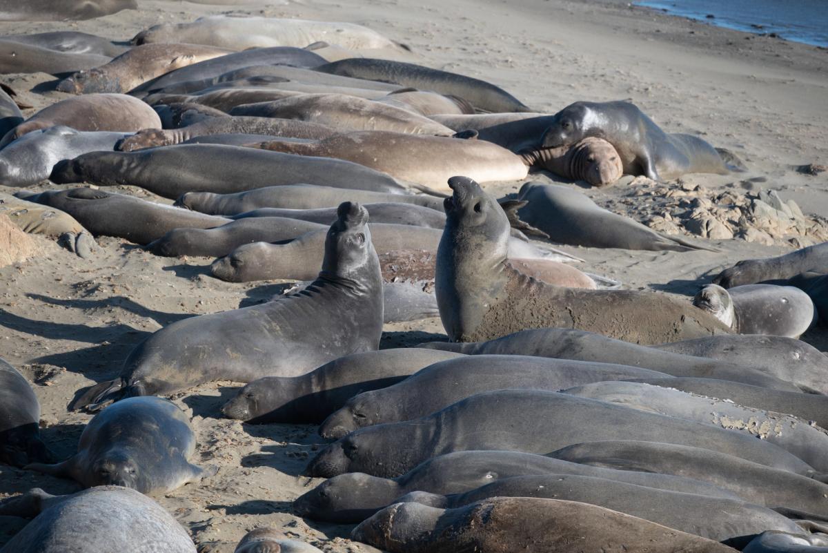 A deadly H5N1 bird flu strain has killed an estimated 13,000 southern elephant seal pups on Australia's remote Heard and McDonald Islands in the sub-Antarctic.