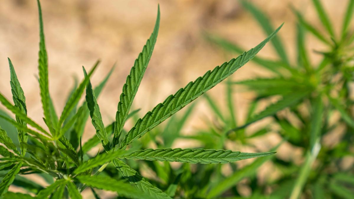 Cannabis brain effects research 2026 — new studies show opposite outcomes for teenagers versus older adults.