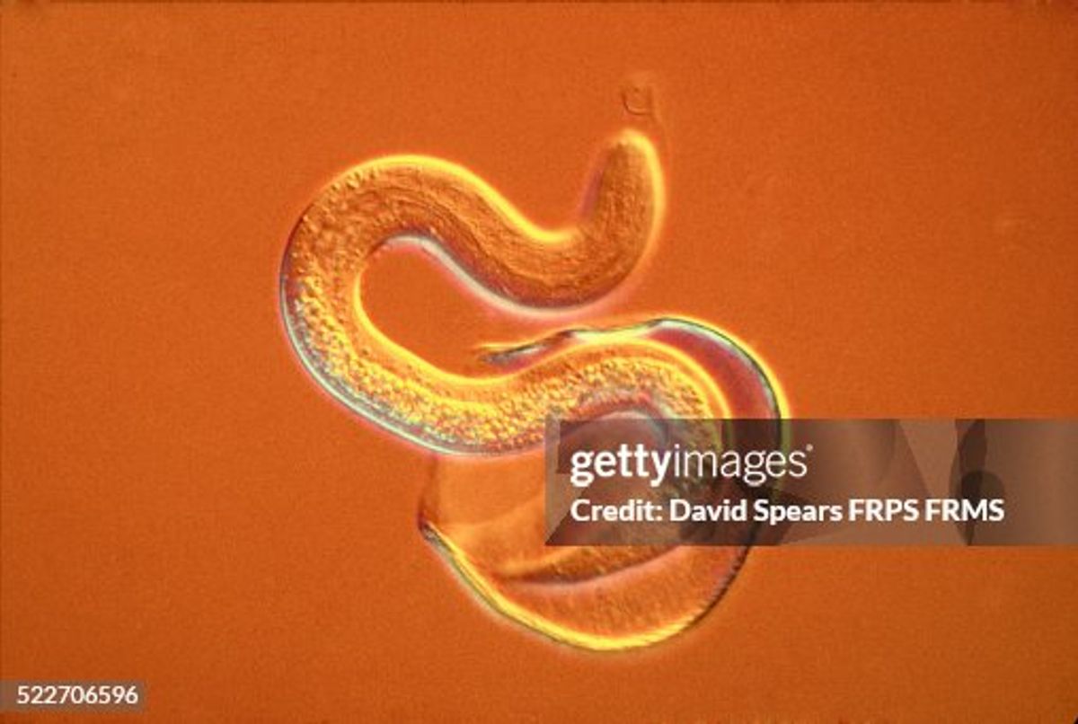 CDC Tracks Cyclospora Cases as Source Remains Unknown