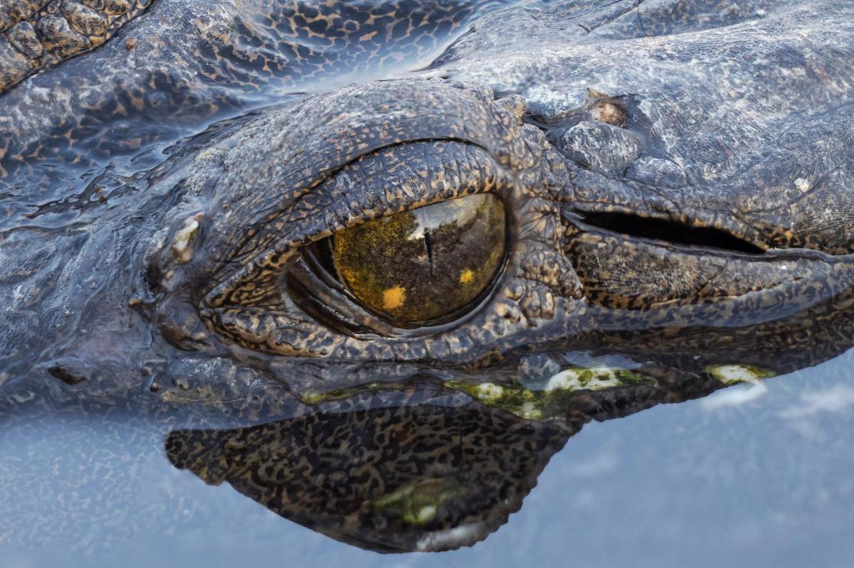 Boy, 3, Has Had Five Surgeries After Crocodile Attack