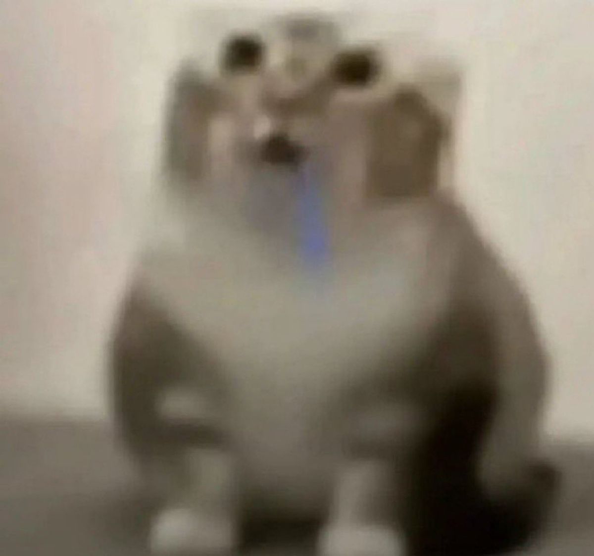 What Is $DROOLING? The Solana Meme Coin Behind Drooling Cat