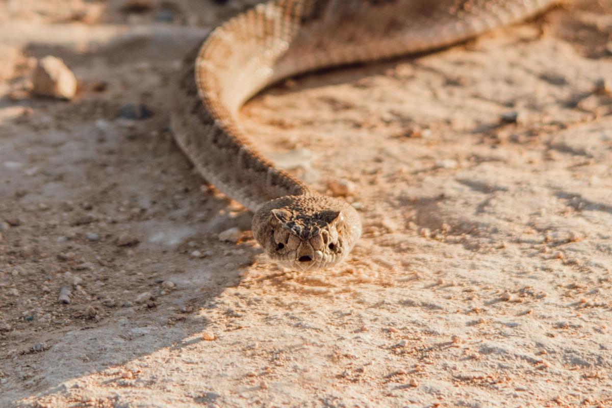 Rattlesnake Bite Case Shows Antivenom Supply Risk