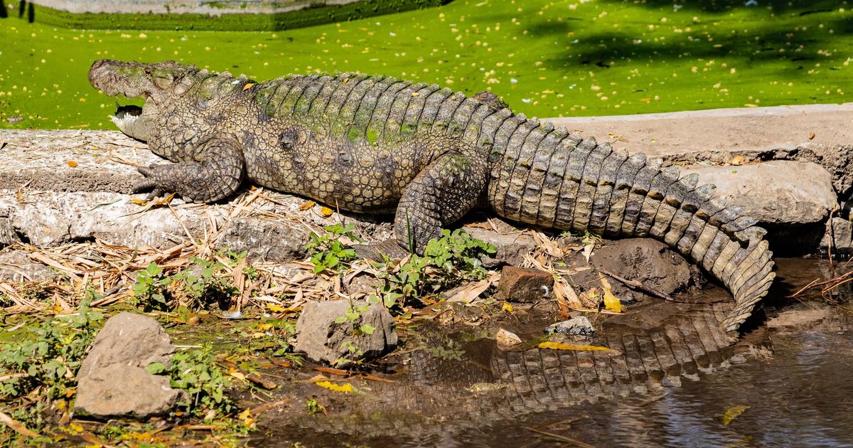 A 30-year-old Norfolk man was arrested on suspicion of attempted murder after a three-year-old boy was found injured inside the crocodile enclosure at Johnson's of Old Hurst zoo in Huntingdonshire on June 18 2026.
