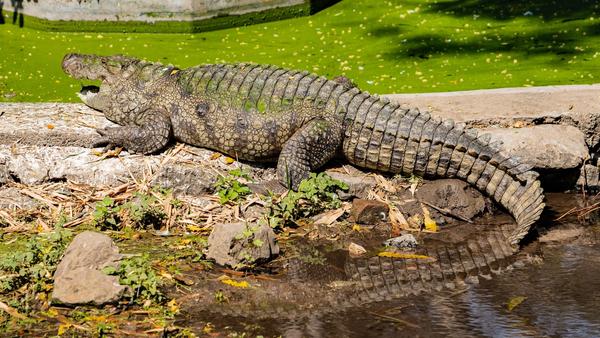 Man Arrested After Boy, 3, Injured at Old Hurst Zoo
