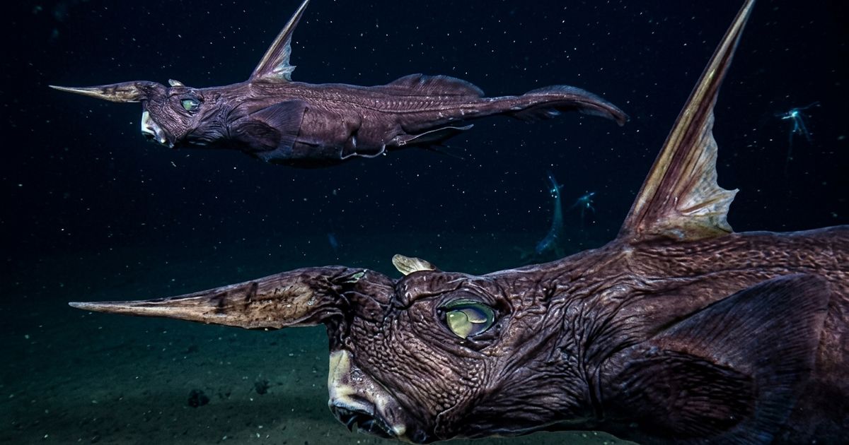 Rhinochimaera costaricana, a newly identified deep-sea ghost shark species found off the Pacific coast of Costa Rica.