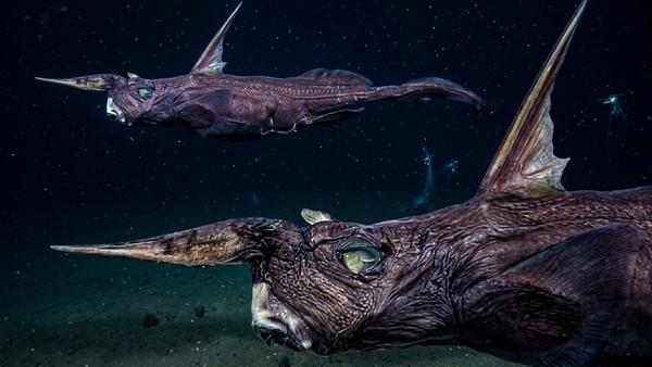 New Ghost Shark Species Found in Costa Rica's Deep Pacific