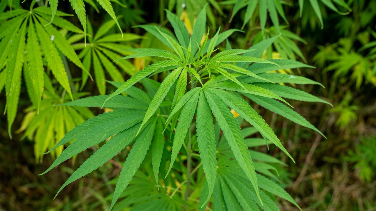 Cannabis brain effects research 2026 — new studies show opposite outcomes for teenagers versus older adults.