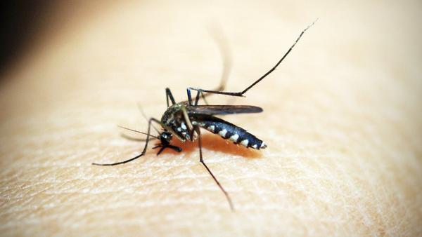 The 5 Mosquito-Borne Diseases Most Common in the US