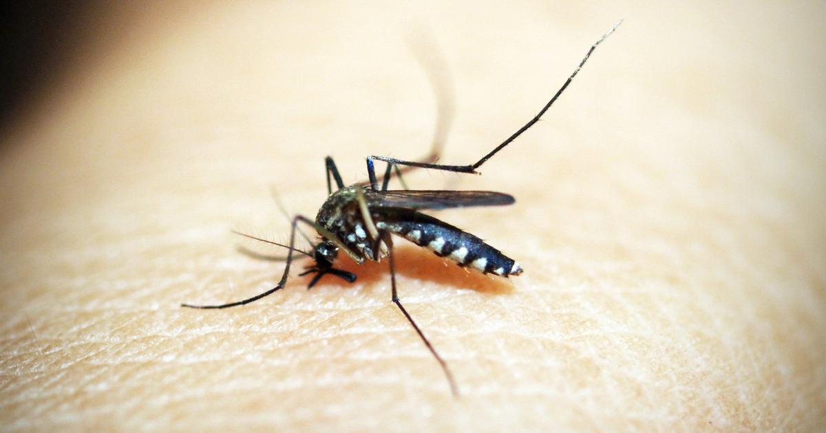 West Nile virus, dengue, and three other mosquito-borne diseases are the most common illnesses spread by mosquitoes in the United States.