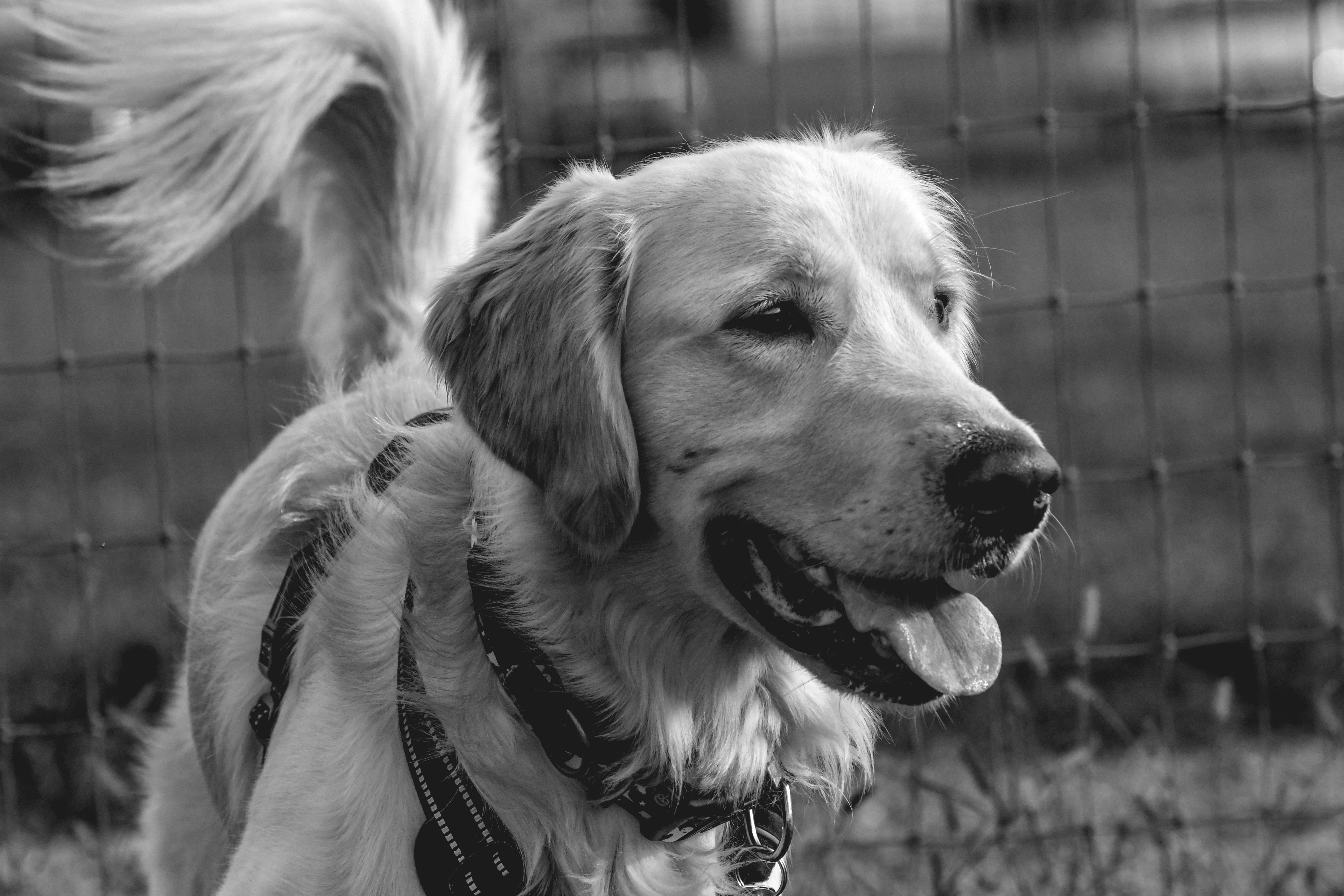 Glasgow Dog Killed in Bullmastiff Attack, Owner Injured