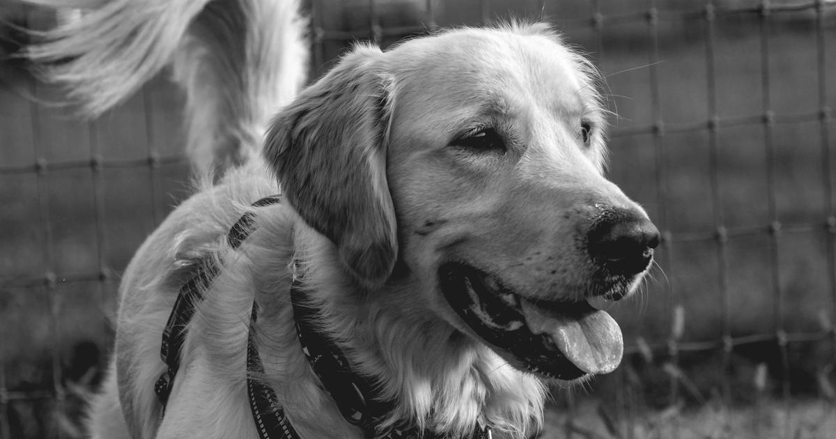 A Glasgow couple's dog was killed by an aggressive Bullmastiff in Robroyston, with the owner suffering a broken hand while trying to intervene.