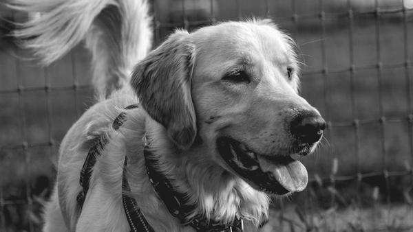 Glasgow Dog Killed in Bullmastiff Attack, Owner Injured