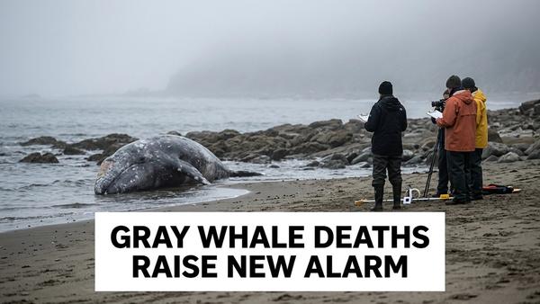 Gray Whale Deaths Put West Coast Die-Off Back Under Scrutiny