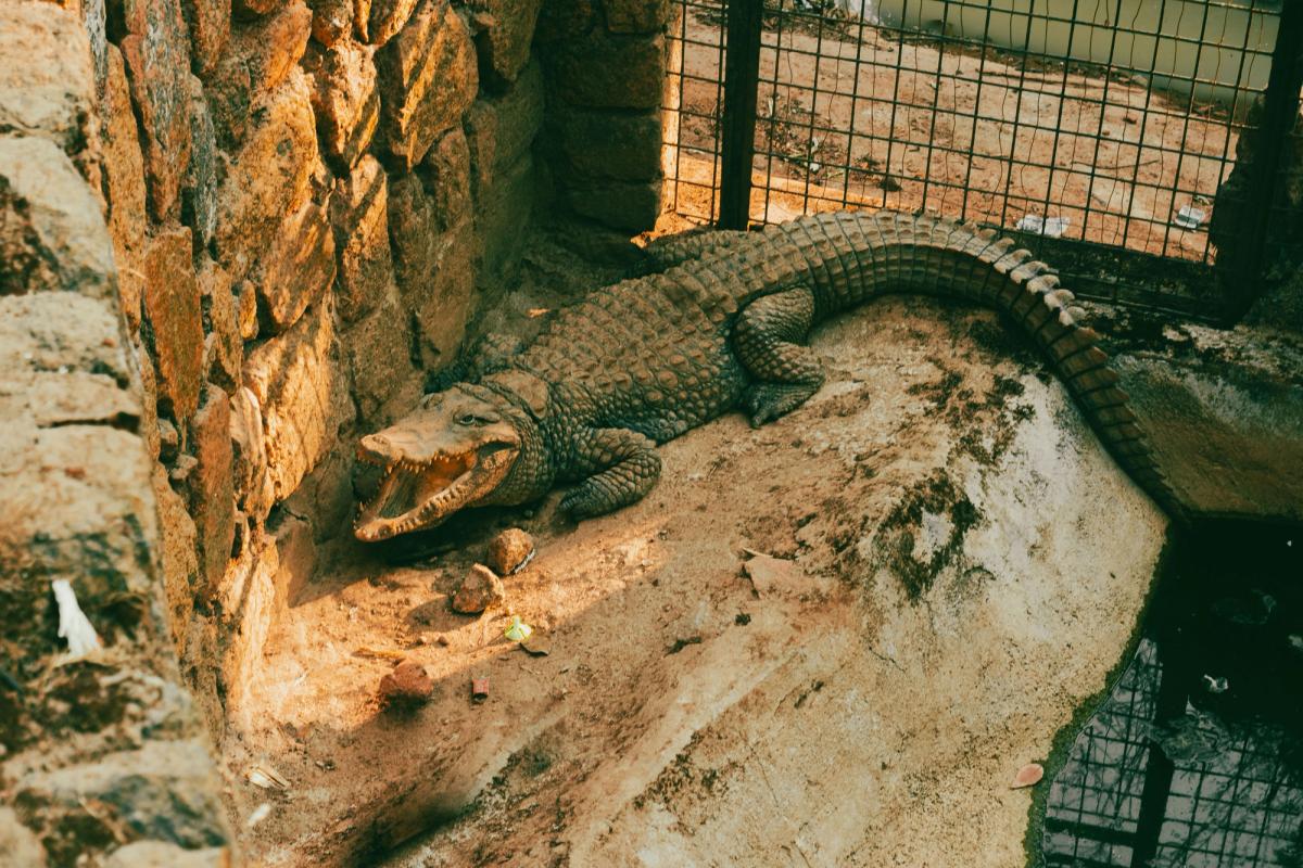 A 30-year-old Norfolk man was arrested on suspicion of attempted murder after a three-year-old boy was found injured inside the crocodile enclosure at Johnson's of Old Hurst zoo in Huntingdonshire on June 18 2026.