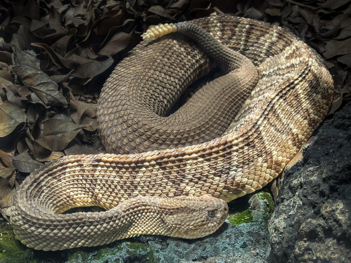 Rattlesnake Bite Case Shows Antivenom Supply Risk