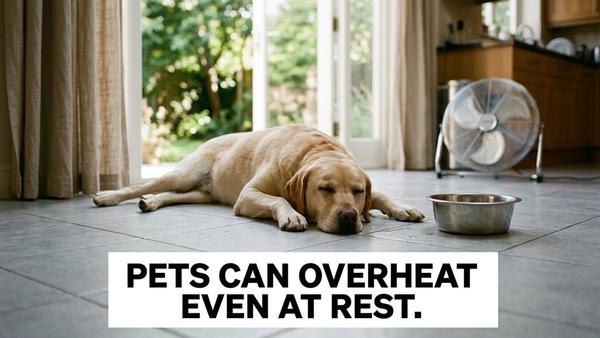Vets Warn Pets Can Overheat Even While Resting
