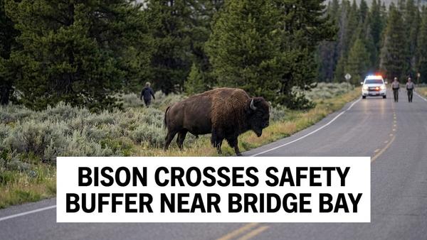 Yellowstone Bison Throws Visitor Near Bridge Bay