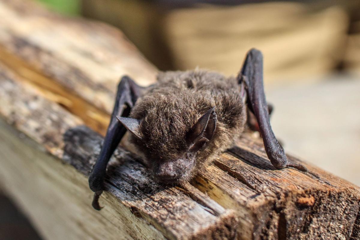 Boy, 11, Dies From Rabies After Waking to Bat on Face