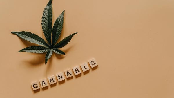 Cannabis Brain Research Reveals a Surprising Age Divide