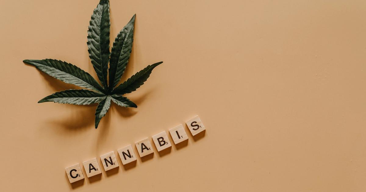 Cannabis brain effects research 2026 — new studies show opposite outcomes for teenagers versus older adults.