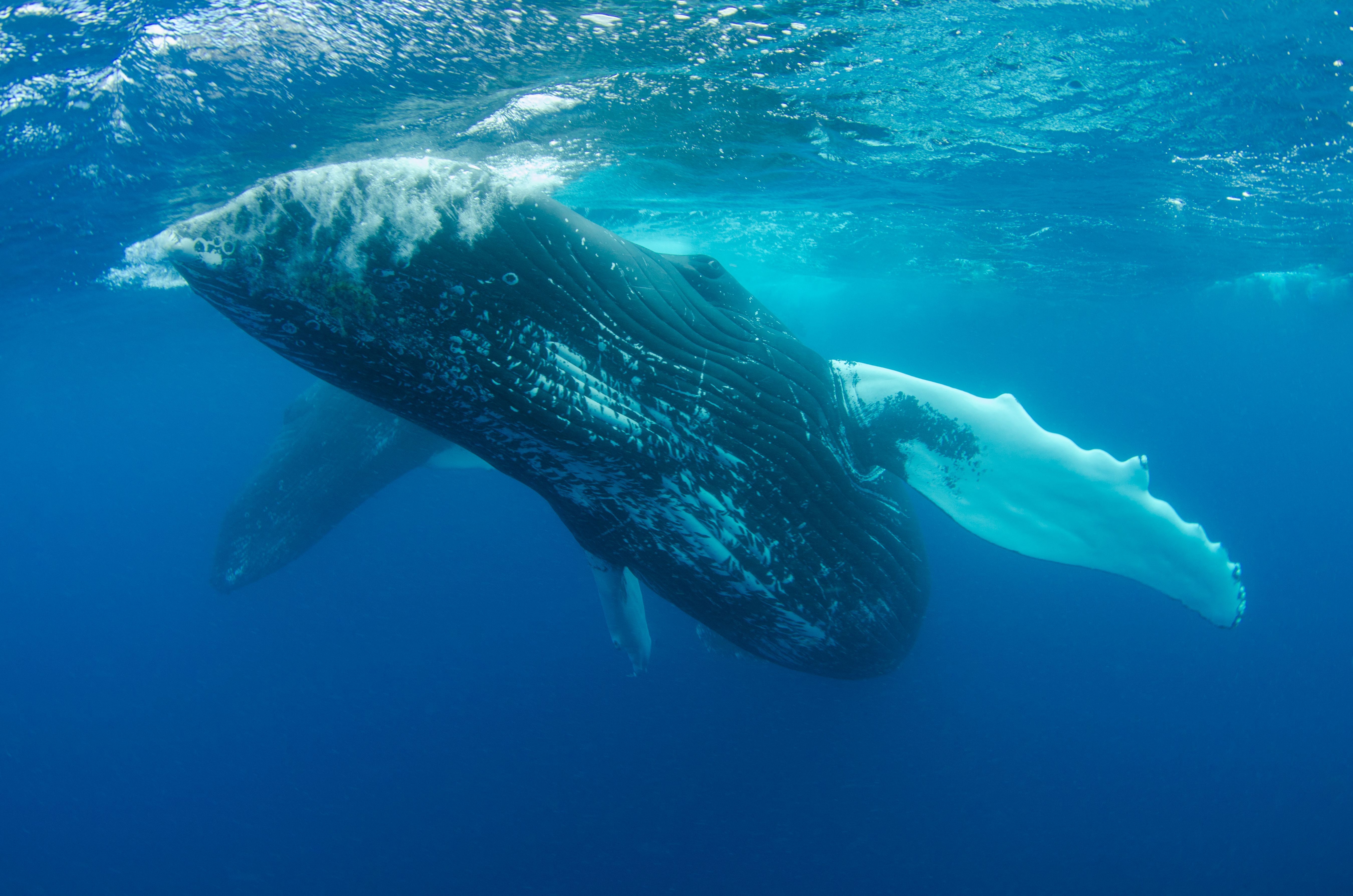Pregnant Fin Whale Found Dead on Alaska Cruise Ship