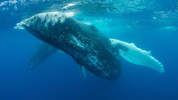 Pregnant Fin Whale Found Dead on Alaska Cruise Ship