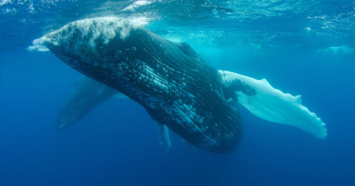 Pregnant fin whale found dead on Royal Caribbean cruise ship bow in Seward Alaska
