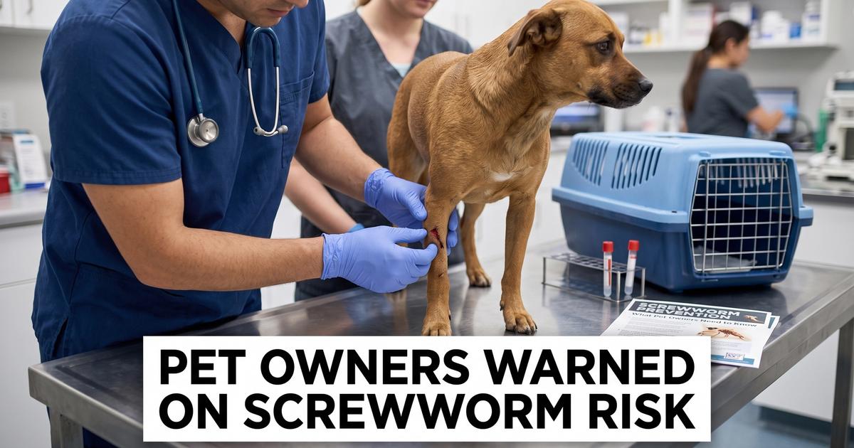 New World screwworm pet safety article image showing a veterinarian checking a dog wound in a clinic.