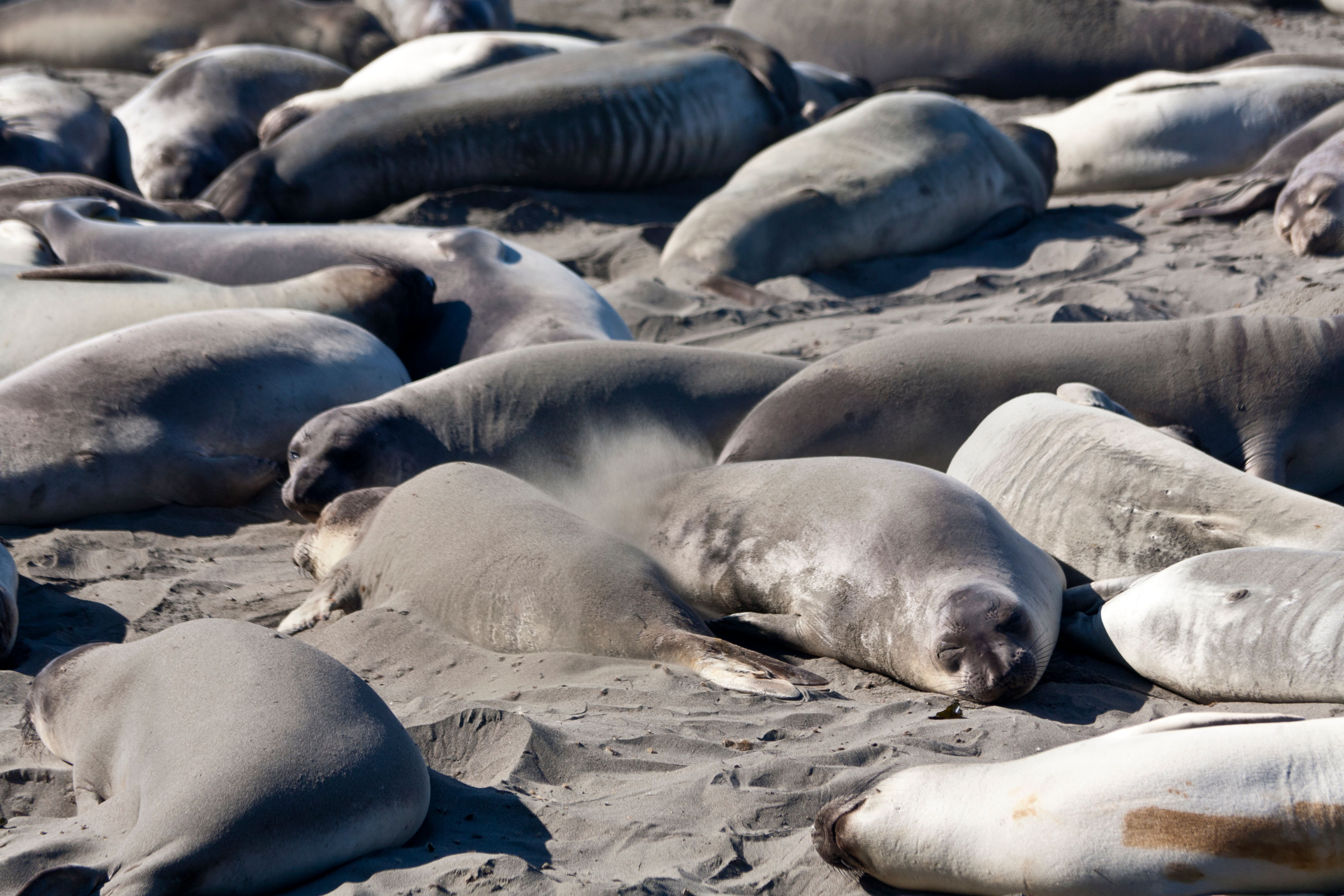 Bird Flu Killed 13,000 Seal Pups on Remote Antarctic Islands