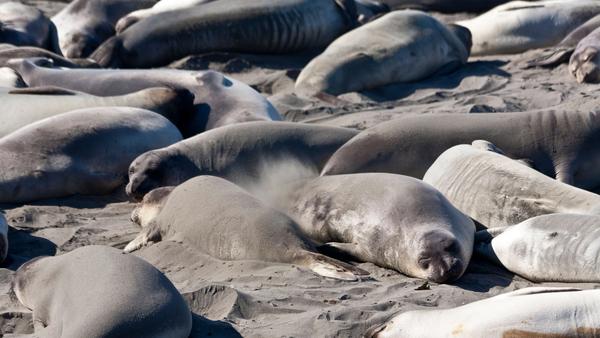 Bird Flu Killed 13,000 Seal Pups on Remote Antarctic Islands