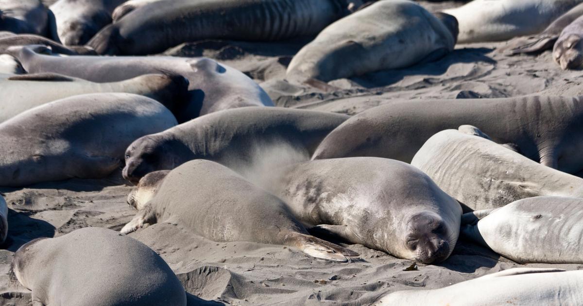 A deadly H5N1 bird flu strain has killed an estimated 13,000 southern elephant seal pups on Australia's remote Heard and McDonald Islands in the sub-Antarctic.
