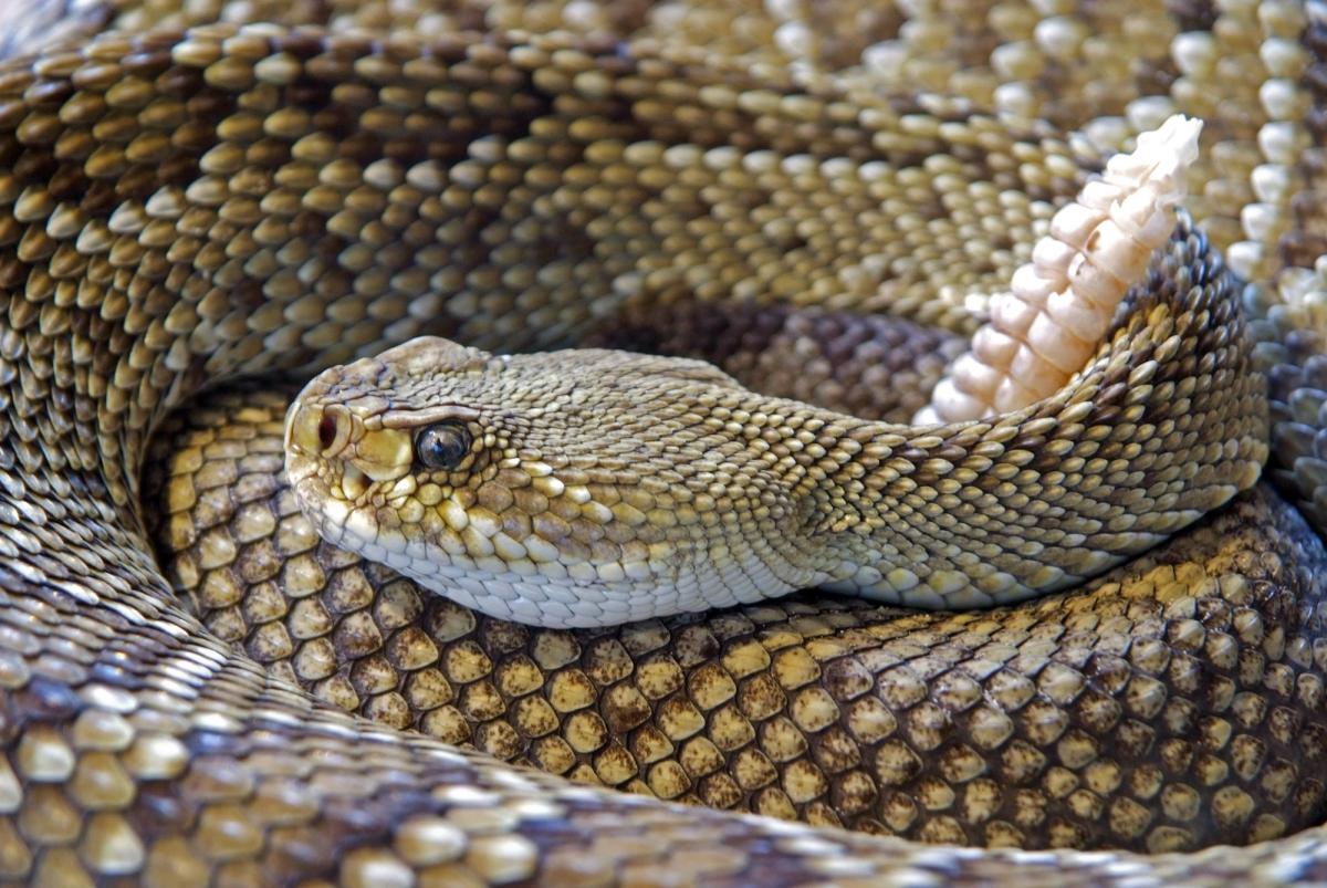 Rattlesnake Bite Case Shows Antivenom Supply Risk