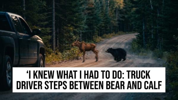 Maine Couple Uses Truck to Save Moose Calf From Charging Bear