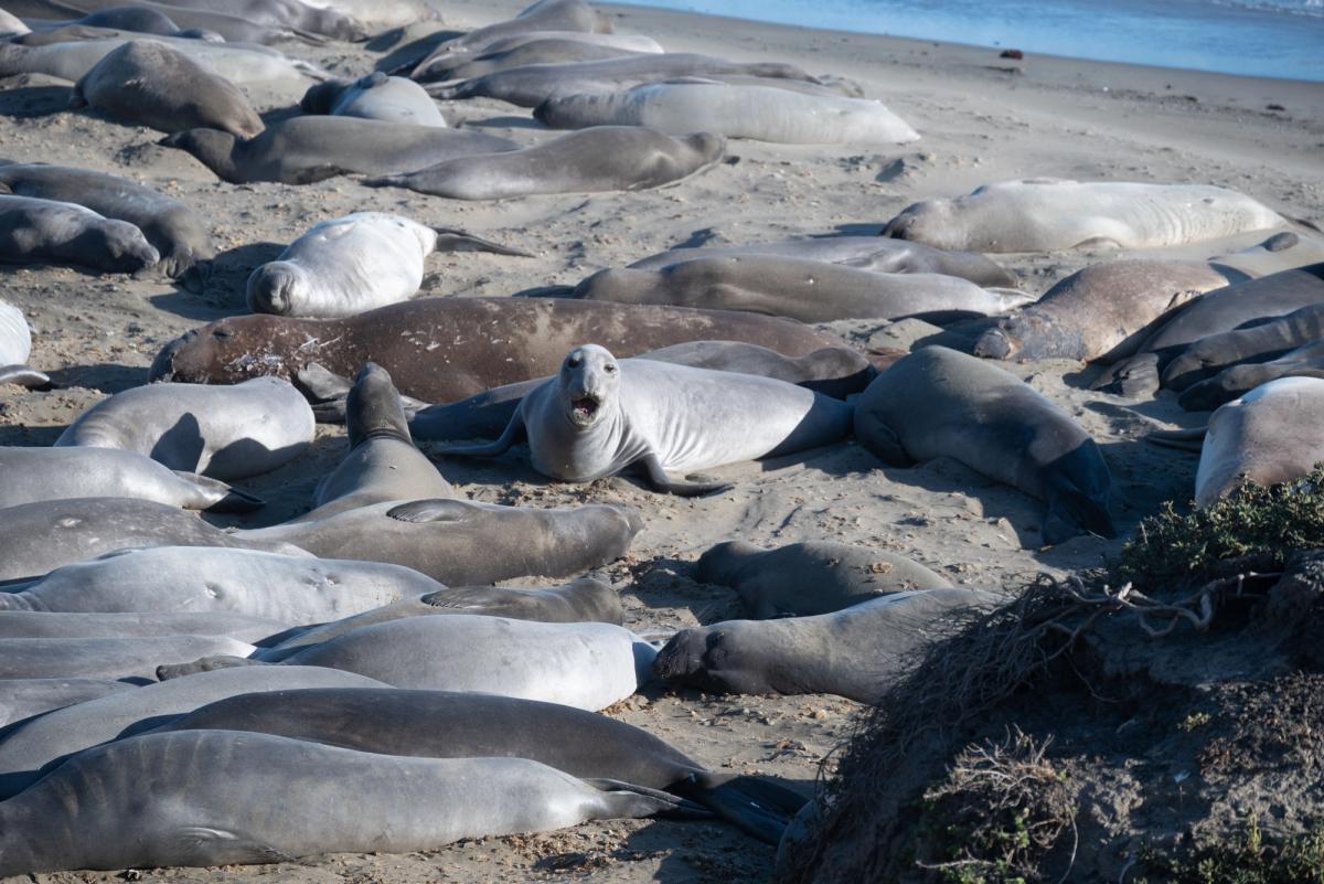 A deadly H5N1 bird flu strain has killed an estimated 13,000 southern elephant seal pups on Australia's remote Heard and McDonald Islands in the sub-Antarctic.