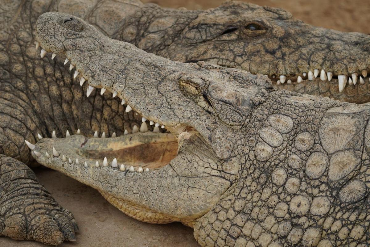 Boy, 3, Has Had Five Surgeries After Crocodile Attack