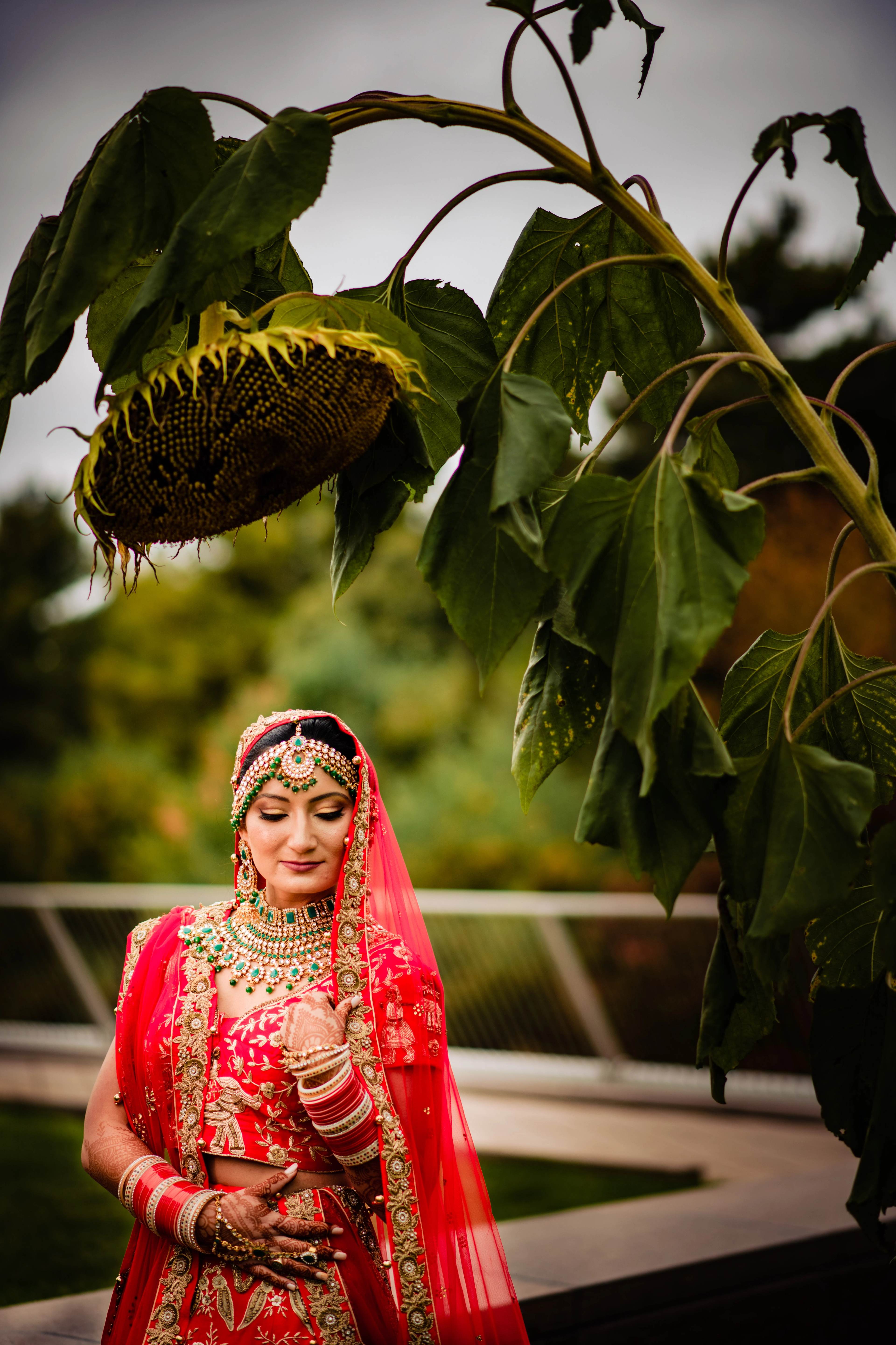 Woman in red bridal lehenga and veil standing under hanging sunflower, outdoor garden setting
