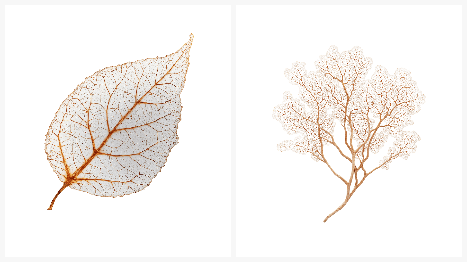 Hidden Order image 2