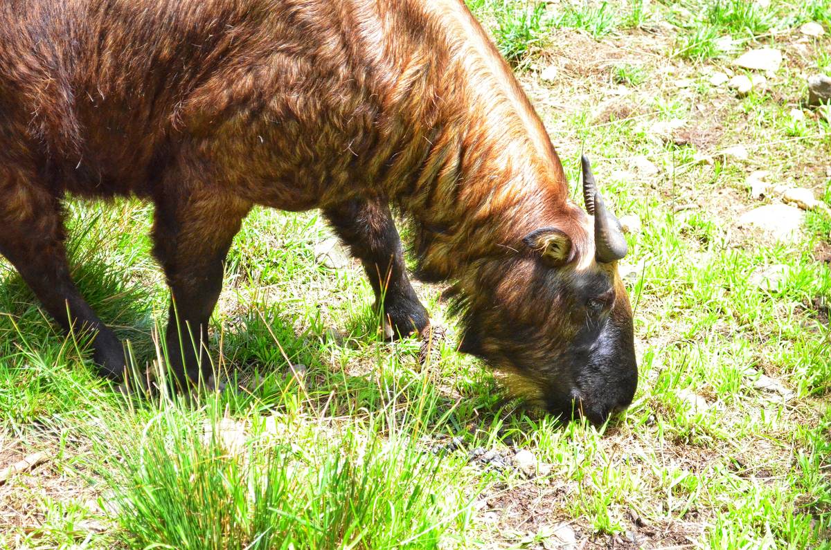 A shaggy golden-brown takin with curved horns grazing on grass