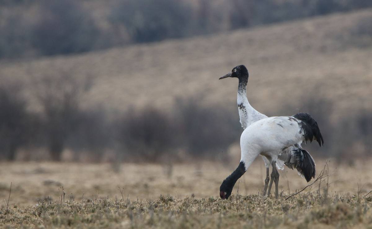 Two black-necked cranes on dry winter grassland, one with its head down feeding and the other standing behind it, with brown hillsides blurred in the background.