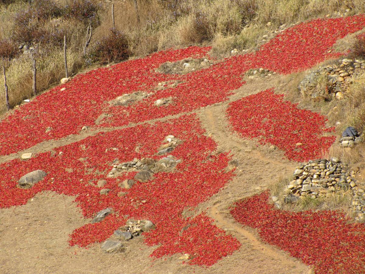 Large patches of red chillies spread across a dry hillside, with a dirt footpath and piles of stones between them.