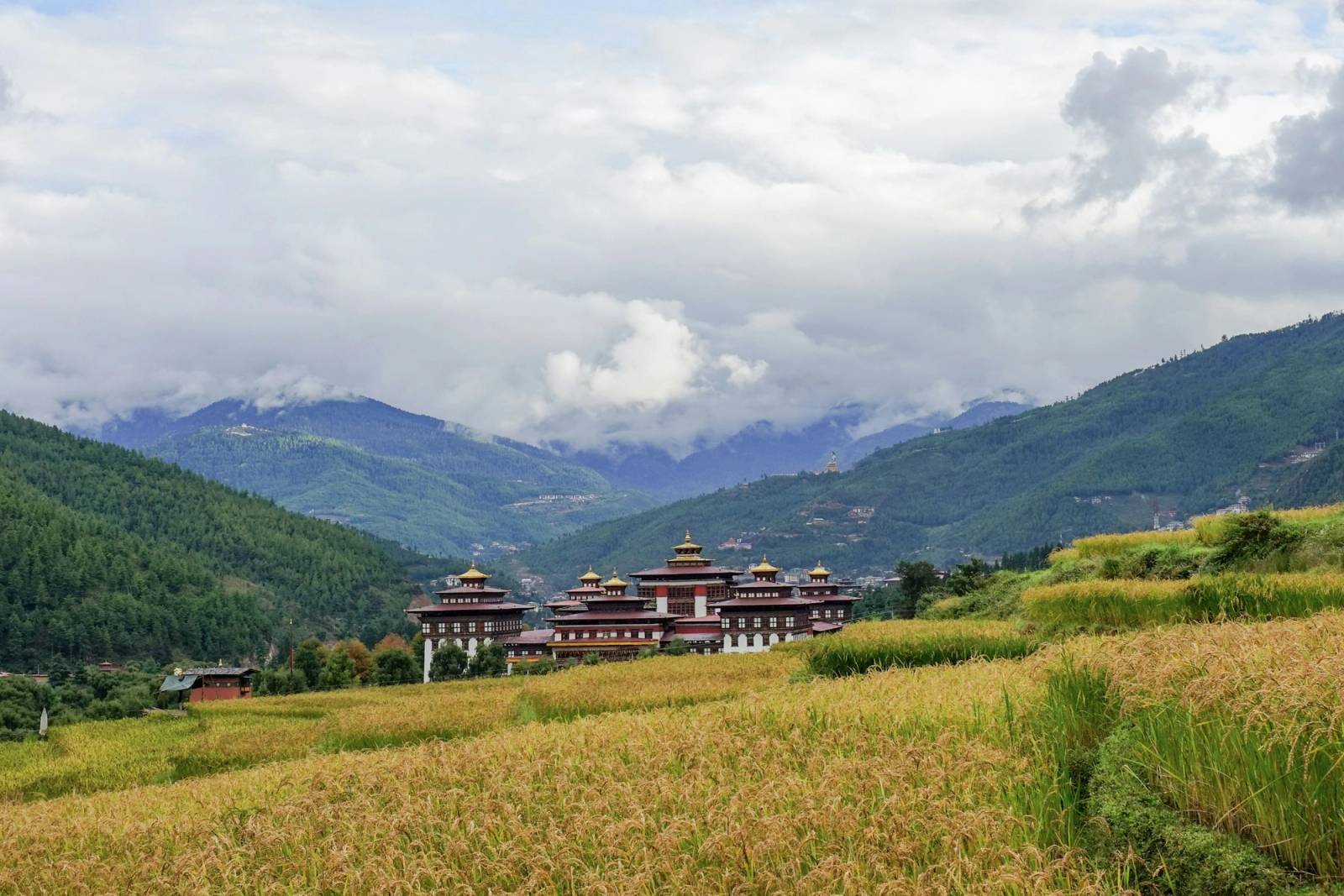 Tashichho Dzong beyond ripe rice terraces, with the Thimphu valley and low cloud behind
