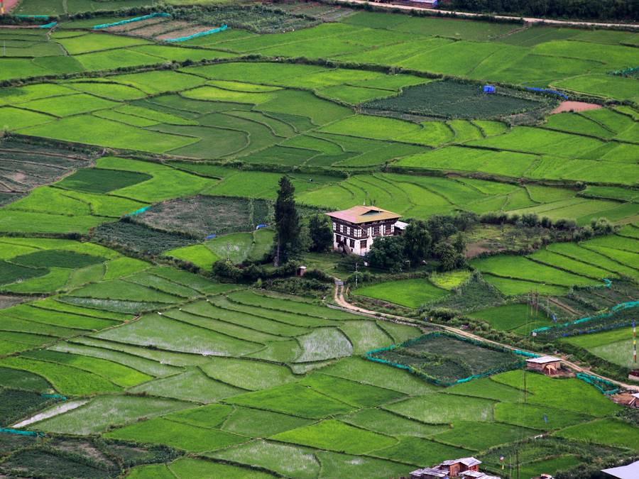 A farmhouse among rice terraces in a Bhutanese valley