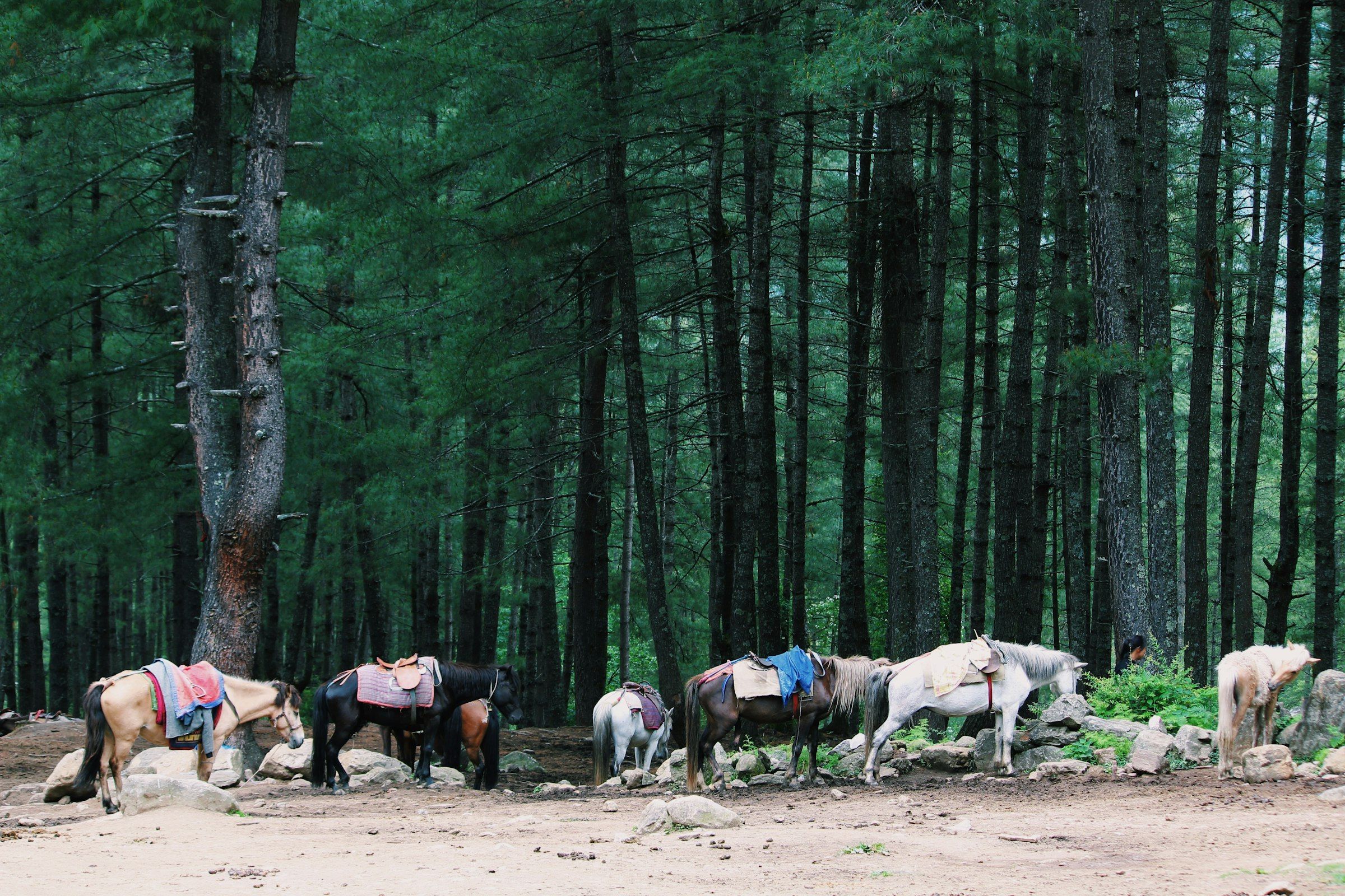 Pack horses resting in a Bhutanese pine forest