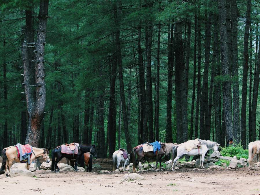 Pack horses resting in a Bhutanese pine forest