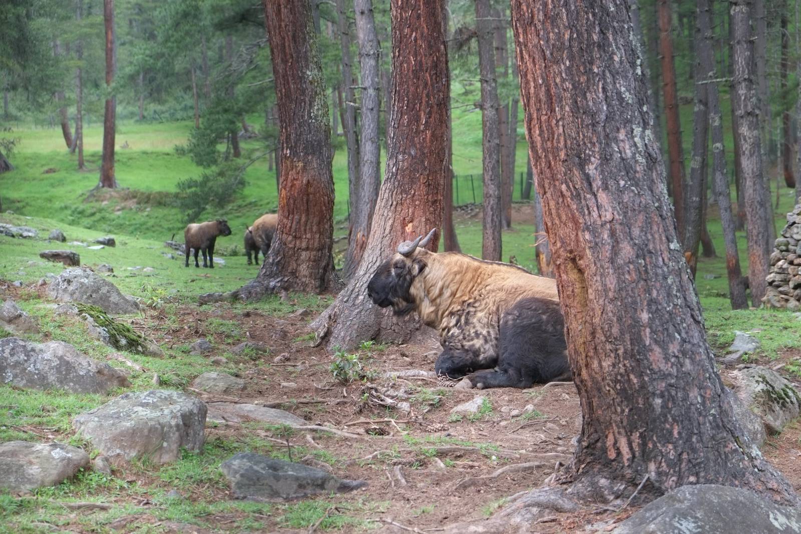 A takin resting among pine trunks at the Motithang Takin Preserve, with two more grazing behind