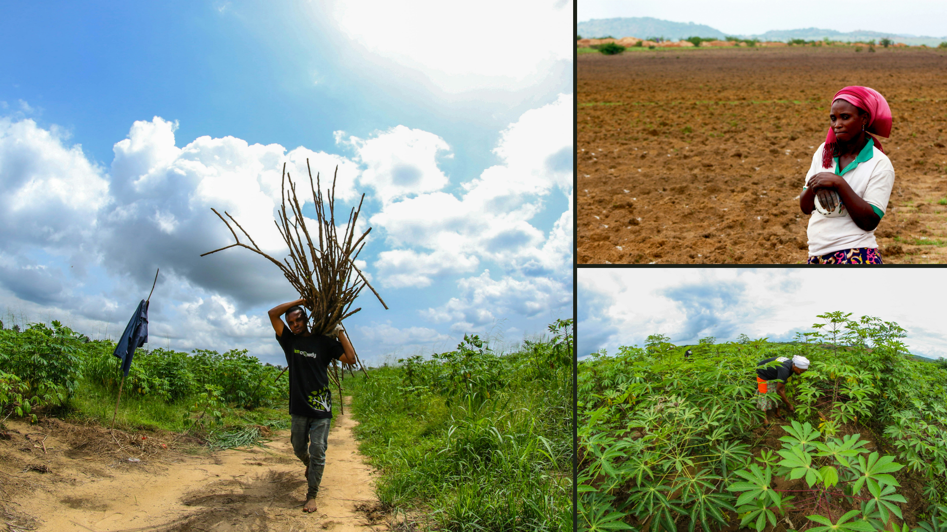 Triptych of original Farmcrowdy agricultural field photographs